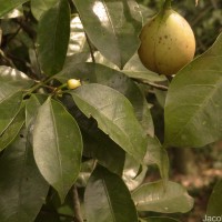 Myristica fragrans Houtt.